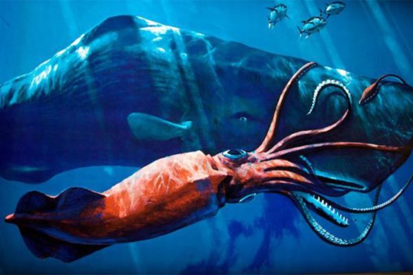 Kraken ссылка tg